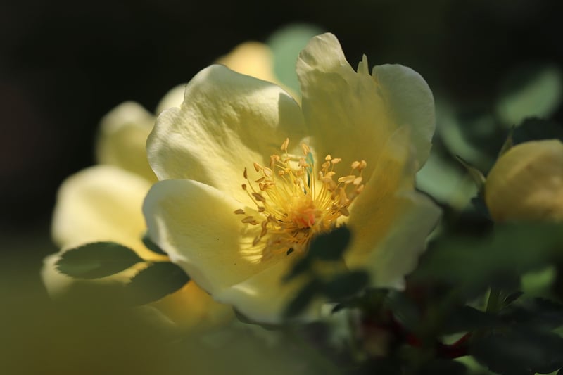 The Secret Garden